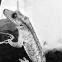 nervousdinotoad avatar