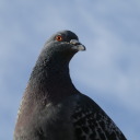 nestlesslibertine avatar