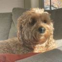 nettles-and-ginger avatar