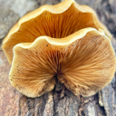 nettlesandjuniper avatar