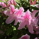 neuro-untypical avatar