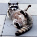 neurodivergent-raccoon avatar