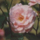 neurosengarten avatar