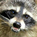 neurotic-raccoon avatar