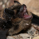 neuroticnecknibbler avatar