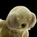 never-trust-an-atom avatar