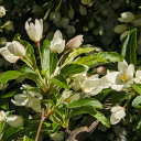 neverending-magic avatar