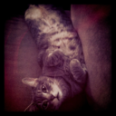 neverenoughcats avatar