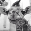 nevergiveupinlifeforlove avatar