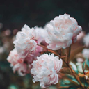 neverland-1o1 avatar