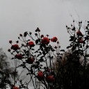 neverland-blog avatar