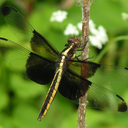 neverlandbrat avatar