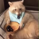 neverlandingbird avatar