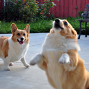 neverquitethesame avatar