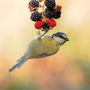 neversleeplydia avatar