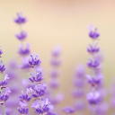 neverthere12345 avatar