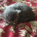 nevertoomanycats avatar