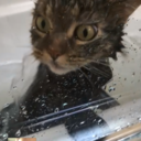 neverwasneverwillbe avatar