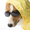 nevillelongbottomthecorgi avatar