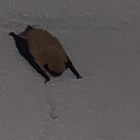 new-blog-dash-dash avatar