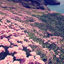 new-caledonia avatar