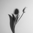 newbiecitrusauthor avatar