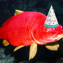 newcomer-karp avatar