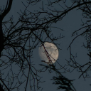 newmoonlover009 avatar