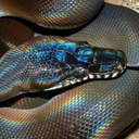 newtimors-hoard avatar