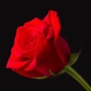 newtisabottom avatar