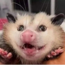 newtsayshellooo avatar