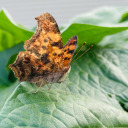 newtyearnewtme avatar