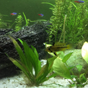 newworldcichlids avatar