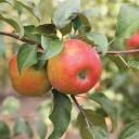 newyorkradfems avatar