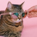 nia-inkognito avatar