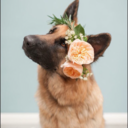 niallssquidgybum avatar