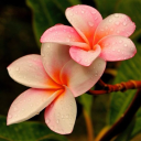 nibblesonyou19 avatar