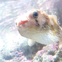 nibiruscorner avatar