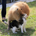 nice-capybara-blog avatar