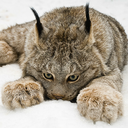 nice-me-despicable-me avatar