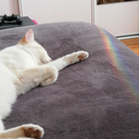 nicebeanisnice avatar