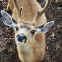 nicedeers avatar
