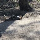 nicelittelcomet avatar