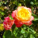 nicetryenigma avatar