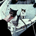 nicezombiecat avatar