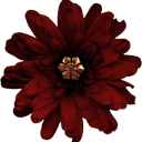 nicholasluvbot avatar