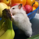 nicihamster avatar