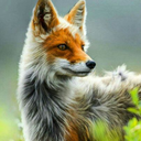 nickpiberiuswild avatar