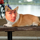 nickthecorgi-blog avatar