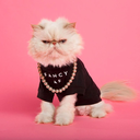 niclasvonschedvin-blog avatar